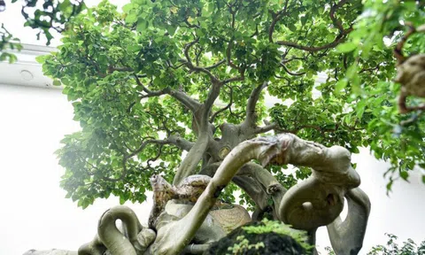 Cận cảnh cây bồ đề hàng trăm năm tuổi khiến đại gia săn lùng