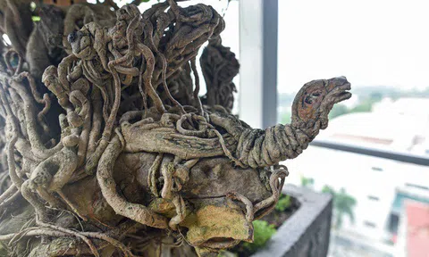 Cây sanh cổ thế "quái" hiếm gặp khiến đại gia ôm tiền tỷ đợi mua cây