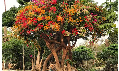 "Sốt" trước vẻ đẹp của cây hoa giấy ngũ sắc giá hơn nửa tỷ đồng