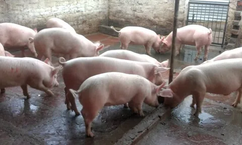 Giá heo hơi hôm nay 18/10: Miền Trung giảm mạnh