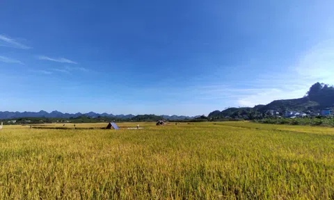 Thu vàng Mộc Châu