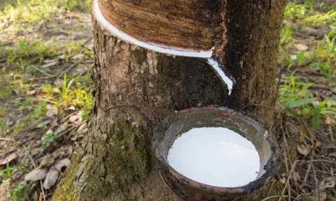 Báo lợi nhuận quý III giảm mạnh, cổ phiếu PHR tiếp tục mất điểm