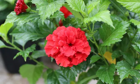 Hoa dâm bụt có khả năng chữa ung thư?