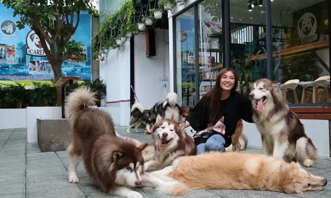 Quán cà phê thú cưng – Nơi những thú cưng được chăm sóc tận tình