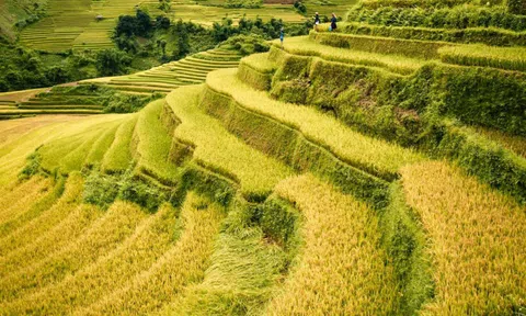 Lịch trình ngắm mùa vàng Mù Cang Chải