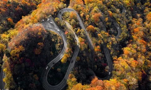 Rừng cây lá vàng trên cung đường 48 khúc cua ở Nhật Bản