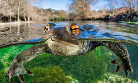 Ảnh 'cóc bơi' thắng giải chụp cận cảnh của năm