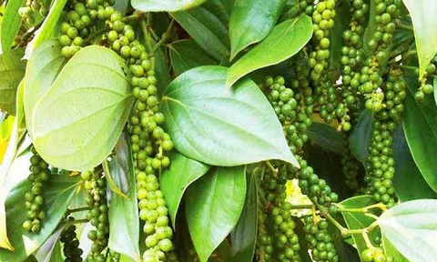 Giá hồ tiêu hôm nay 22/10: Tiếp tục tăng mạnh, cao nhất 53.000 đồng/kg