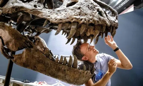 Những dấu tích cuối cùng của loài khủng long