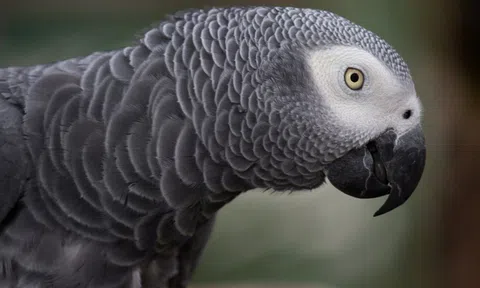 5 con vẹt bị chuyển chỗ vì chửi khách ở công viên