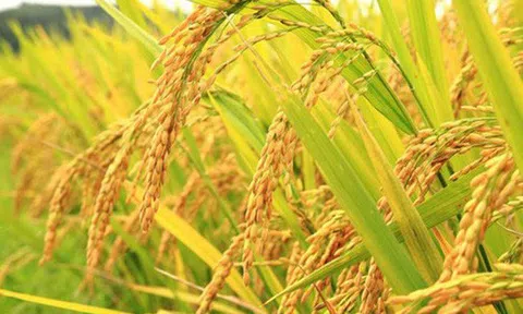 Giá gạo hôm nay 23/10: Đi ngang tại phiên sáng