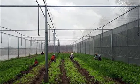 Nhiều mô hình sản xuất của nông dân Sóc Trăng thành công nhờ áp dụng công nghệ 4.0