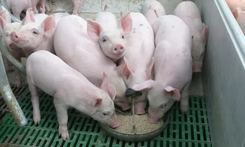 Giá heo hơi hôm nay 23/10: Tăng nhẹ tại một số địa phương