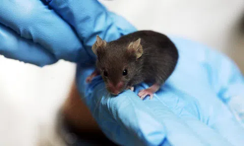 Chuột thí nghiệm - Câu chuyện ít người biết
