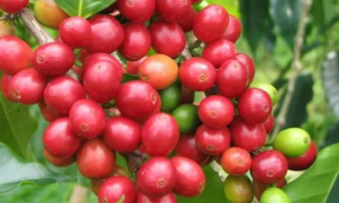 Giá cà phê hôm nay 23/10: Tăng 500 đồng/kg