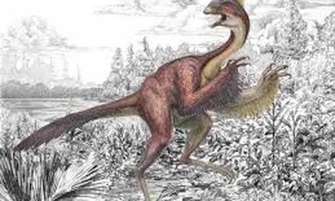 Chấy rận trên khủng long lông.