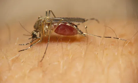 Mỹ thả 750 triệu con muỗi ra tự nhiên