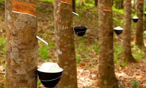 Giá cao su hôm nay 23/10: Tăng giảm trái chiều