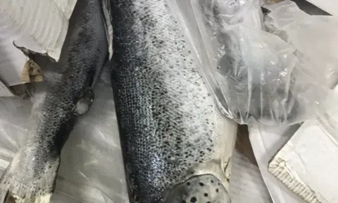 Sơ chế 2,5 tấn cá hồi hết hạn để xuất khẩu