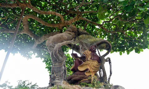 Ngắm cây si "Thạch Sanh" không phải cứ có tiền là mua được