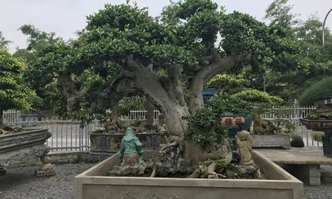Độc đáo cây cảnh duối cổ dáng làng khiến giới chơi cây mê mẩn