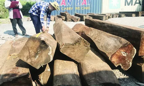 Tìm chủ lô hàng 60 container gỗ bị 'bỏ quên' tại cảng