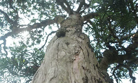 Mãn nhãn cây tùng "lạ" khiến đại gia vác bao tải tiền đến mua cây