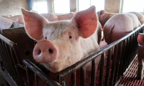 Cơn sốt giá thịt lợn ở Trung Quốc hạ nhiệt