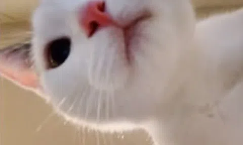 Bỏ quên iPad, mở ra thấy ảnh selfie của mèo