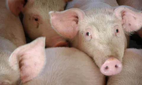 Hà Nam bác tin xuất hiện giá lợn hơi 55.000 đồng/kg