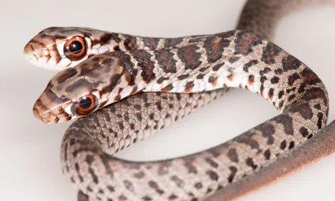 Phát hiện rắn hiếm hai đầu ở Florida