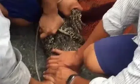 Chưa tìm ra “nguồn” cá sấu 15kg sổng chuồng ở Cà Mau