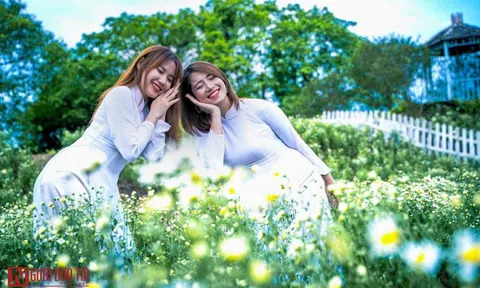 Giới trẻ đổ xô khoe dáng bên cúc họa mi đầu mùa