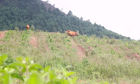 Sắp xét xử vụ ông Trần Bắc Hà thao túng vay 3.100 tỷ đồng