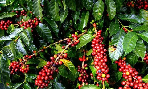 Giá cà phê hôm nay 25/10: Tăng 100 - 200 đồng/kg so với giao dịch đầu tuần