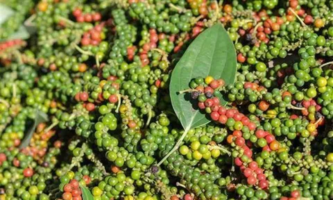 Dự báo giá tiêu tuần tới (25-31/10): Xu hướng tăng?