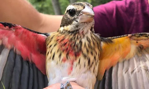 Phát hiện chim nửa trống nửa mái quý hiếm ở Mỹ