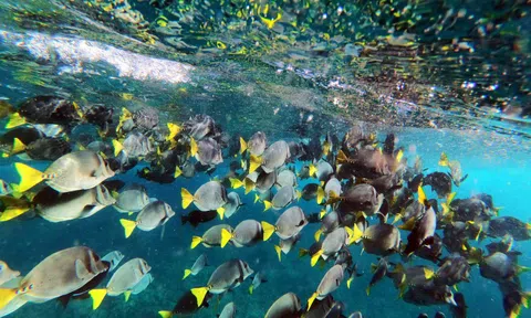 Tàu Trung Quốc và Covid-19 đe dọa 'đấu trường cá' Galapagos
