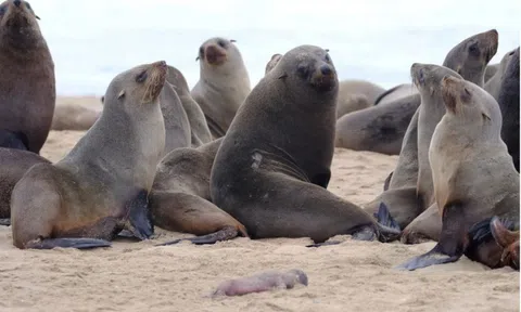 Hơn 7.000 con hải cẩu chết bí ẩn trên bờ biển Namibia