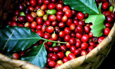 Giá cà phê hôm nay 26/10: Đi ngang ngày đầu tuần