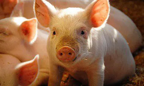 Đại gia chăn nuôi lợn báo lãi tăng hơn 2.000%