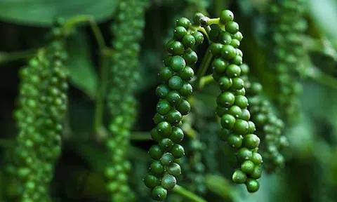 Giá hồ tiêu hôm nay 27/10: Tăng tiếp tại Tây Nguyên