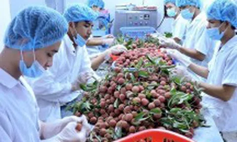 Kim ngạch xuất nhập khẩu nông sản Việt Nam - Trung Quốc 9 tháng đạt 9,8 tỷ USD