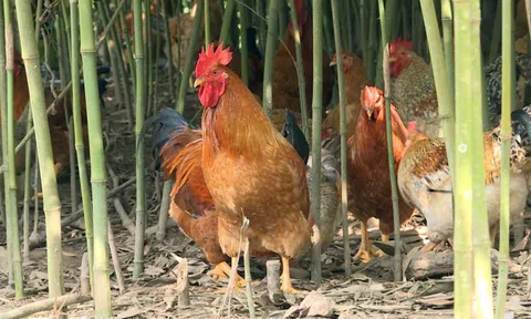 Hội thi vua gà tại Quảng Ninh