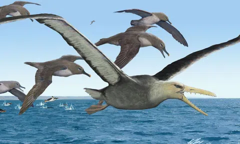 Phát hiện hóa thạch loài chim lớn nhất từng được ghi nhận