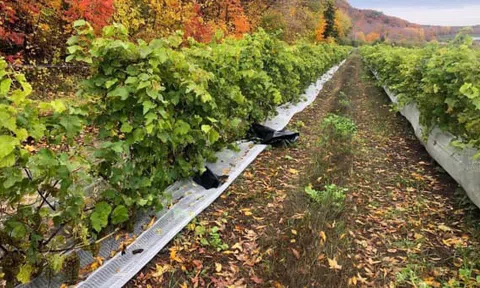 Mất trộm nửa tấn nho trong vườn ngay trước ngày thu hoạch