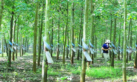 Cập nhật giá cao su chiều ngày 30/10: Bật tăng trở lại