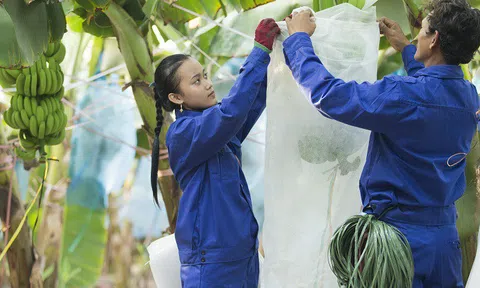 Công ty nông nghiệp của bầu Đức lỗ 350 tỷ đồng trong quý 3