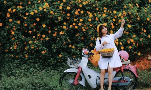 Giới trẻ check-in mùa hoa dã quỳ ở Đà Lạt