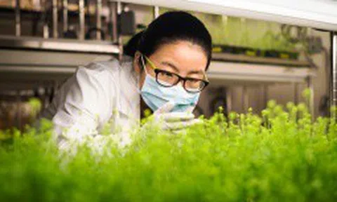 Medicago sẽ cung ứng 76 triệu liều vắc-xin có nguồn gốc từ thực vật đang được nghiên cứu cho Covid-19